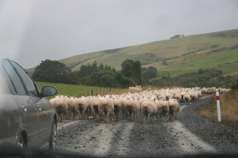 Nieuw-Zeeland 2011 - 1896